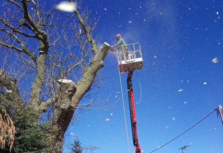 Tracked spider cherry picker set in road helping tree surgeon to dismantle a dangerous tree.