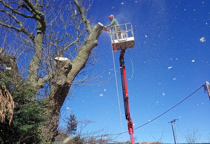 Tree surgeon safely dismantling dangerous tree from basket of a tracked spider cherrypicker placed on the road.