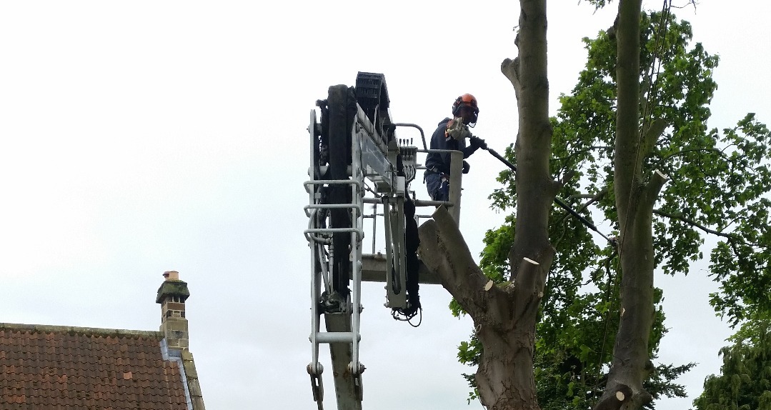 Tracked spider cherry picker in rough terrain helping tree surgeon to dismantle a dangerous tree.
