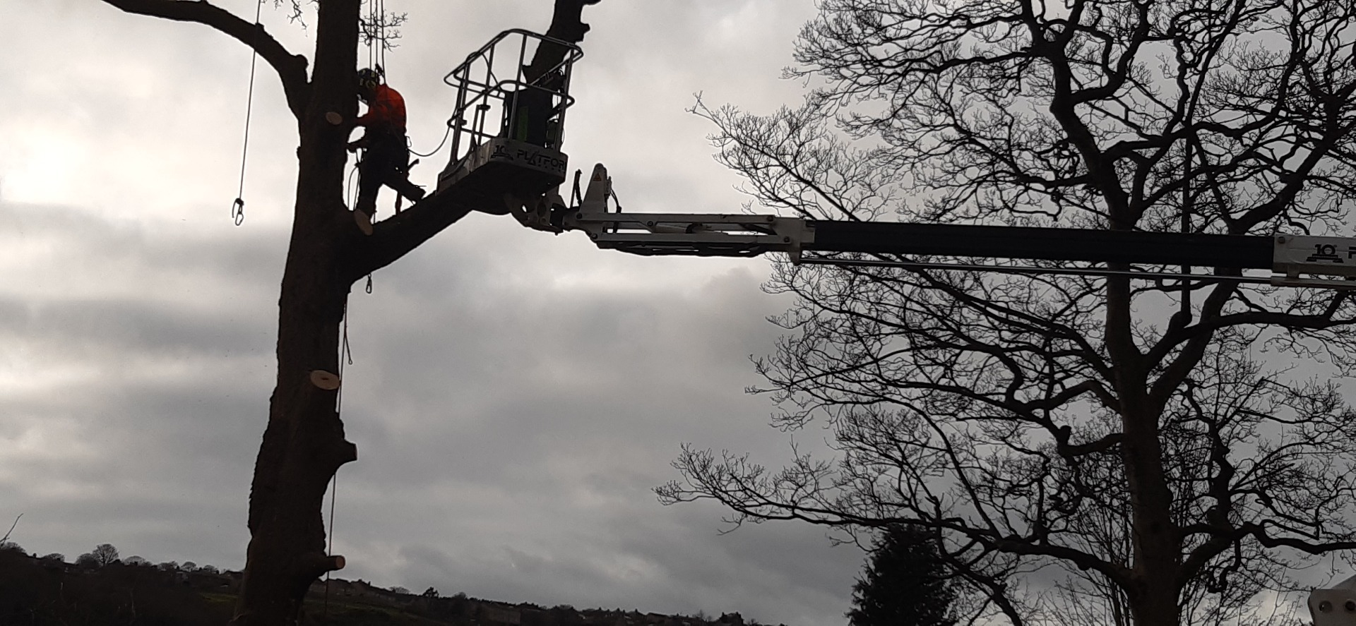 Our client climbing the lower limbs after setting up a safe rope system.