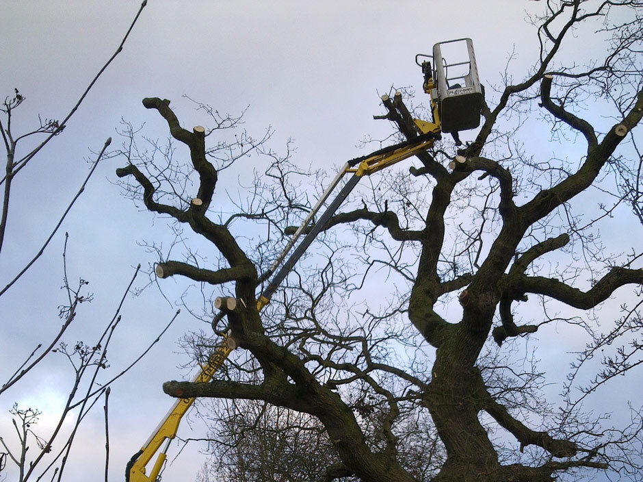 Tracked spiderlift cherrypickers tree work and maintenance Malton York North Yorkshire
